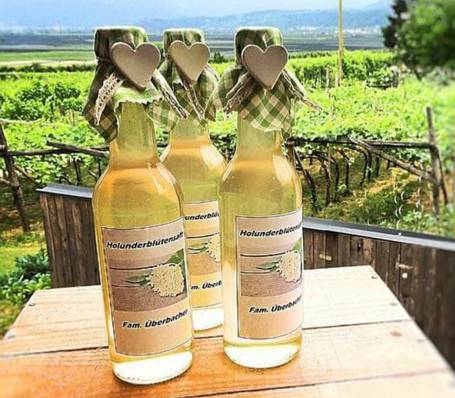 Elderberry bush with ripe black berries in South Tyrol garden